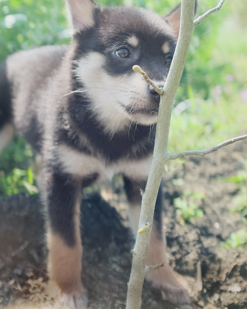 毒に強い動物 ペット 人気