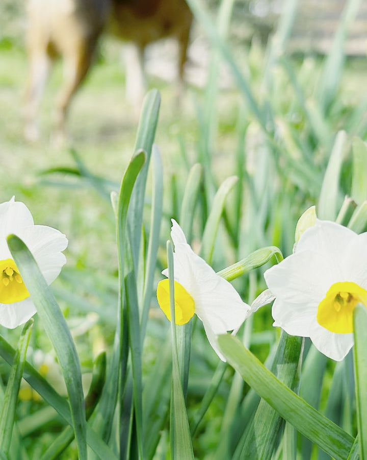 小さな家族のために知っておきたい植物の毒性／花卉薬草